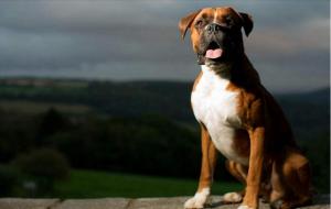 拳师犬多少钱一只(拳师犬智商排名)