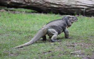 犀牛鬣蜥可以养吗(犀牛鬣蜥是几级保护动物)