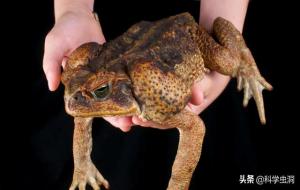 海蟾蜍有毒吗(海蟾蜍是保护动物吗)