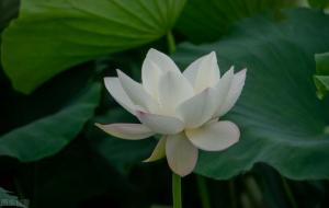 坠欢莫拾,酒痕在衣什么意思