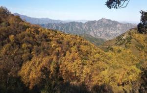 植树节的由来与来历