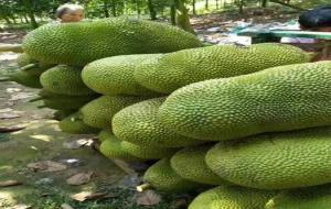 菠萝蜜的营养价值及功效与作用