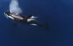 海洋霸主是谁(虎鲸)