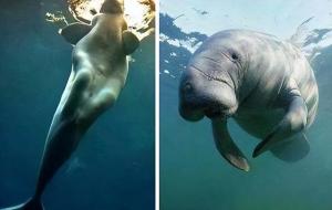 儒艮灭绝了吗(儒艮为什么叫美人鱼)