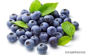 蓝莓树的寿命是多少年