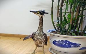 鳽鸟的样子（罕见海南鳽现身江西）