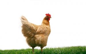 鸡会打篮球吗（鸡和篮球有什么关系）