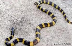 金环蛇有毒吗(金环蛇实力如何)