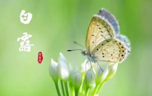 白露有什么好的寓意(白露是什么意思)