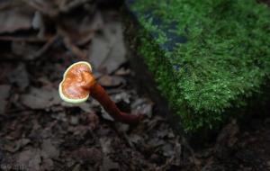 祖坟上放一物后代富贵