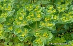 学名泽漆:猫儿眼草功效及作用