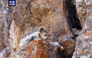 伊犁鼠兔是鼠还是兔（简介）