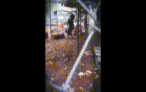 山羊人真的存在吗(恐怖图片 吃人)