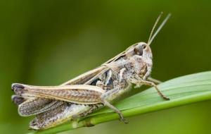 蝗虫和蚂蚱是一种动物吗(区别)