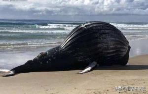 巨人观鲸鱼:鲸鱼爆炸的现象与威力