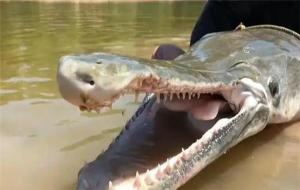 鳄雀鳝能吃吗(鳄雀鳝有毒吗)