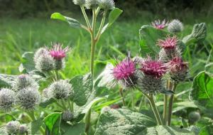 牛蒡是什么东西(牛蒡的功效与作用)