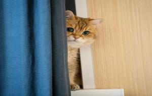 猫咪信任主人的表现