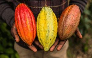 代可可脂为什么不禁止