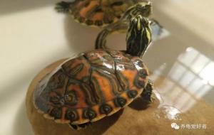 火焰龟养殖方法 火焰龟可以深水养吗