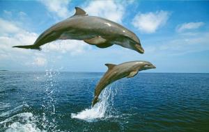 什么是海豚理论(海豚原理的意思)