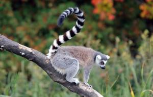 环尾狐猴可以当宠物吗(是几级保护动物)