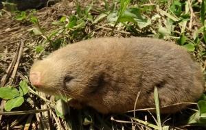 鼢鼠长什么样(鼢鼠能当宠物吗)