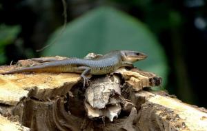 中华石龙子是蜥蜴吗（石龙子是四脚蛇吗）