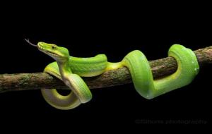 绿树蟒中国可以养吗