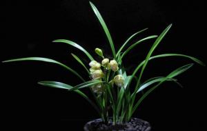 素冠荷鼎是哪个品种兰花(素冠荷鼎价格)