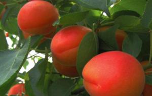 杏树能种在院子里吗(风水好吗)