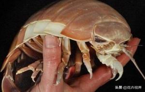 尸鳖是什么动物(尸鳖是真实存在的吗)