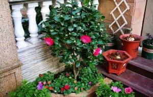 家里为什么不能养茶花