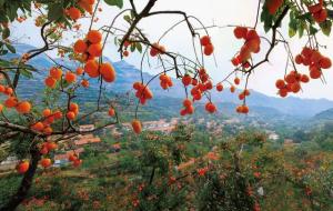 隐士村在哪里（隐士村柿饼）