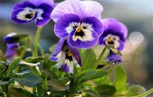 三色堇的花语和寓意(三色堇形容什么样的人)