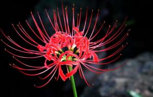 十种招鬼的花是什么