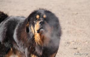 蒙古獒和藏獒哪个更好(区别)