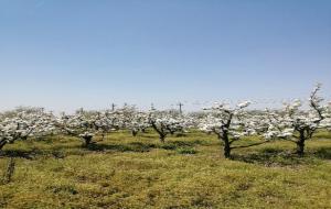 梨花是什么颜色的（白色）