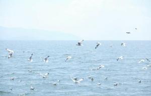 likely是什么意思(中文解释)