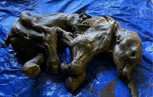 猛犸象是什么时期的