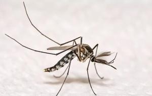 白纹伊蚊为什么比普通蚊子凶(咬了怎么样)