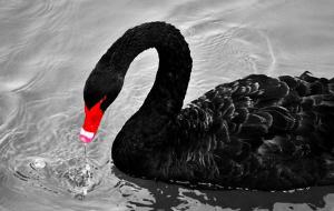 黑天鹅灰犀牛事件是什么意思