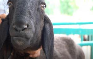 刀郎羊为什么那么值钱(刀郎羊多少钱一只)