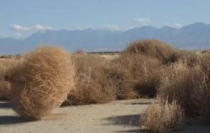 风滚草在中国有吗(风滚草到底多可怕)
