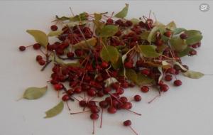 东北罕见水果(濒临灭绝的水果)