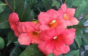 凌霄花的寓意与象征