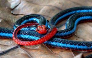 蓝长腺珊瑚蛇有多长(好漂亮)