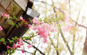 桃花诗句经典名句（6首桃花的诗句古诗）