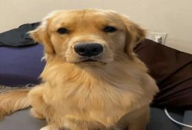 金毛的寿命一般是多久