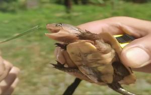 鹰嘴龟为什么叫暴毙王 鹰嘴龟可以养吗